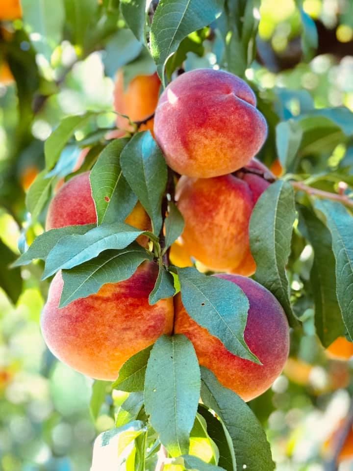 It’s Peak Season on Peaches, Corn, and Tomatoes!